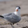 Royal Tern