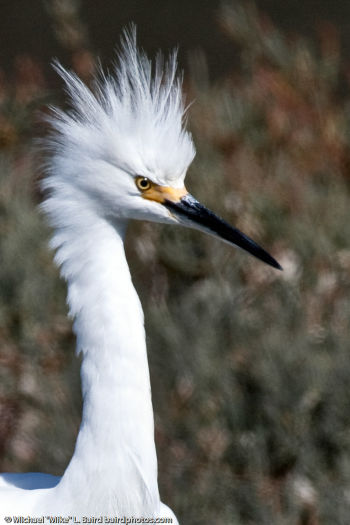 Snowy Egret close-up