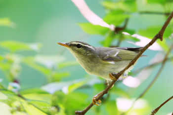 Arctic Warbler