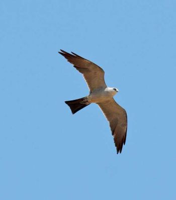 In flight - Adult - Capitol Hill, Oklahoma City, OK, US - August 28, 2010