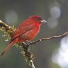 Hepatic Tanager