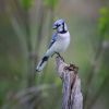 Blue Jay