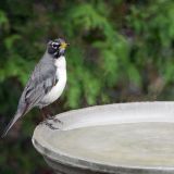 Albino American Robin