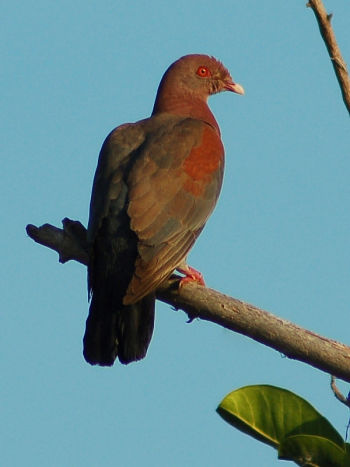 This photo was taken on July 26, 2006 in Solidaridad, Quintana Roo, Mexico