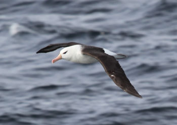 Black-browed Albatross