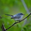 Blue-gray Gnatcatcher