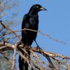 Great-tailed Grackle