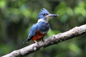 Female in Soberanía National Park, Panama