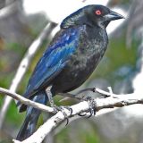 Male - Spencer Park, Carrizozo, Lincoln Co., NM,  AKA Red-eyed Cowbird.