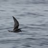 Fork-tailed Storm-Petrel