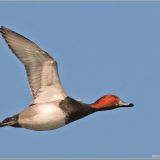 Redhead in flight