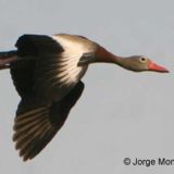 In flight