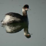 Winter plumage - Garrettson Point, MLK Regional Shoreline Park, Oakland, CA. - January 2012