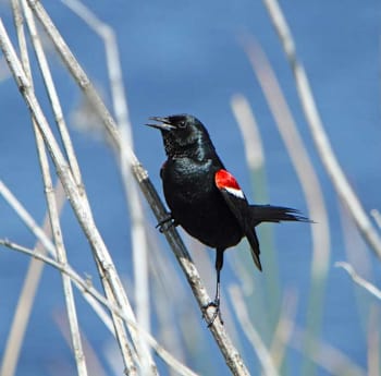 Male Tricolored Blackbird