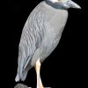 Yellow-crowned Night-Heron