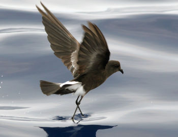 Wilson's Storm-Petrel