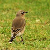 Northern Wheatear