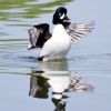 Barrow's Goldeneye