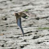 In flight - September 10.