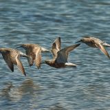 In flight