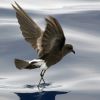 Wilson's Storm-Petrel