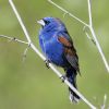 Blue Grosbeak