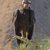 California Condor