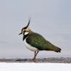 Northern Lapwing