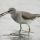 Gray-tailed Tattler