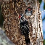 Male - at nest in Chorro, California, US - June 11, 2008