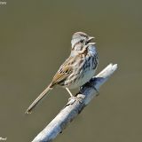 Song Sparrow