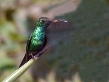 Male - Cuba - October 15, 2010