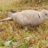 African dove that is found in only a small pocket in Alabama and northern Florida