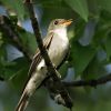 Eastern Wood-Pewee