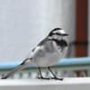 Black-backed Wagtail