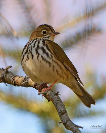 Ovenbird