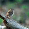 Hermit Thrush