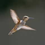 Female -  in flight in Whitaker, Salt Lake City, UT, US - August 17, 2008