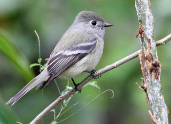 Hammond's Flycatcher