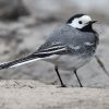 White Wagtail