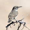 Rock Wren