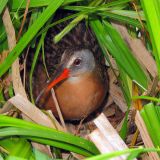 Virginia Rail