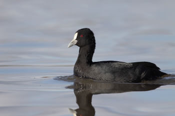 Eurasian Coot