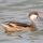 White-cheeked Pintail