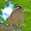 Northern Bobwhite