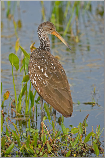 Limpkin