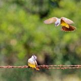 A bonding pair in courtship display