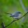 Blue-gray Gnatcatcher