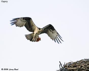 Osprey at nest