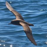 Flesh-footed Shearwater